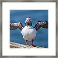 Puffin With Fish For Tea Framed Print