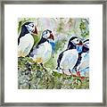 Puffins On Stone Framed Print