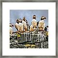 Puffin's Rock Framed Print