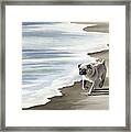 Pug At The Beach Framed Print