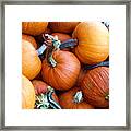 Pumpkin Pie Anyone Framed Print