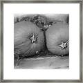 Pumpkins In Black And White Framed Print