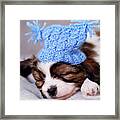 Puppy In A Knitted Hat By Iuliia Malivanchuk Framed Print