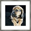 Puppy Portrait Framed Print