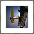 Pure Flight Framed Print