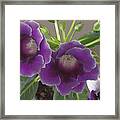 Purple African Violet Framed Print