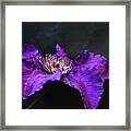Purple And Blue Clematis Framed Print