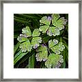 Purple And Green Framed Print