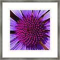 Purple And Pink Daisy Framed Print
