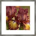 Purple And Yellow Bearded Iris Framed Print