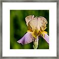 Purple And Yellow Iris Framed Print