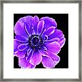 Purple Anemone Flower Framed Print