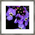 Purple Arctic Wild Flowers Framed Print