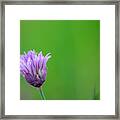 Purple Blossom Framed Print