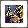 Purple Butterfly Framed Print