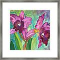 Purple Cattleya Orchid Framed Print