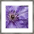 Purple Clematis Blossom Framed Print