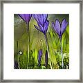 Purple Crocus Flowers Framed Print
