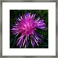 Purple Dandelions 4 Framed Print