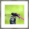 Purple Dragon Framed Print