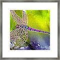 Purple Dragonfly Framed Print