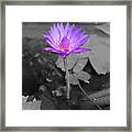 Purple Enlightened Lotus Framed Print