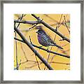 Purple Finch Bird Sitting On Tree Branch With Yellow Background Framed Print