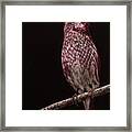 Purple Finch Framed Print