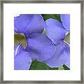 Purple Flower Picture Perfect Framed Print