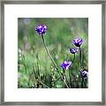 Purple Flowers Framed Print