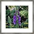 Purple Foxglove Flowers Framed Print
