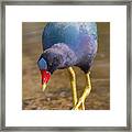 Purple Gallinule Bigfoot Framed Print