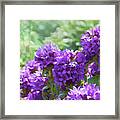 Purple Garden Framed Print