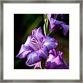 Purple Glads Framed Print