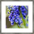 Purple Framed Print