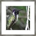 Purple Iridescence 2 Framed Print