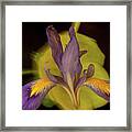 Purple Iris 2 Framed Print