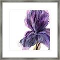 Purple Iris Framed Print