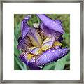 Purple Iris Framed Print