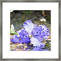 Purple Iris Reflection Framed Print