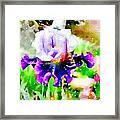 Purple Iris Framed Print