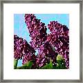Purple Lilac 2 Framed Print