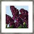 Purple Lilac 3 Framed Print