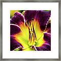 Purple Lily - Close Up Framed Print