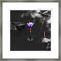 Purple Lily In Black And White Framed Print