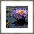 Purple Lily Framed Print