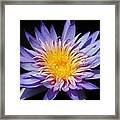 Purple Lotus Framed Print