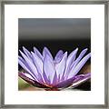 Purple Lotus With Bokkah Framed Print