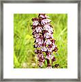 Purple Orchis - 1 - French Alps Framed Print