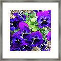 Purple Pansies Framed Print